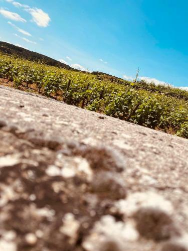 G�tes Bo Bis - Maisonnette De Charme - Vougeot
