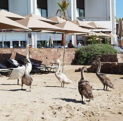 Apartamento Les Suites de Robinson - Appart Eden Blue