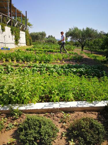 Agroturismo Agriturismo Guthiddai