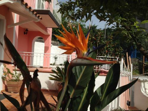 B&B Villa Rosa Angrisano