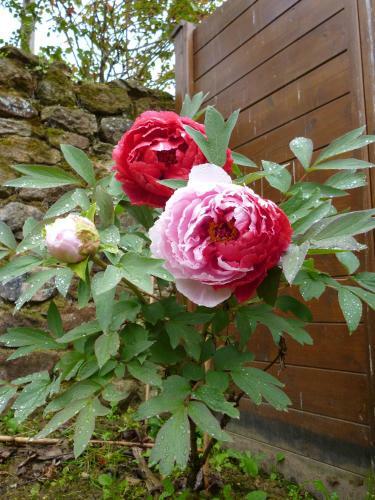 Bed & Breakfast Chambre D'h�te La Pastourelle