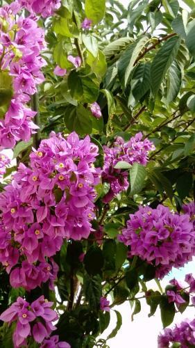 Bed & Breakfast L'hibiscus Chambre D'h�te