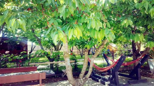 Hostal Camere De Inchiriat Nicoleta