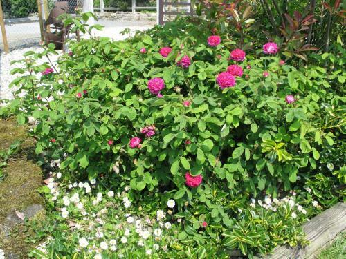 Bed & Breakfast La Goulette