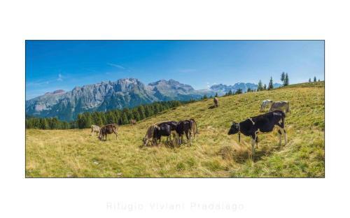 Hotel Rifugio Viviani Pradalago