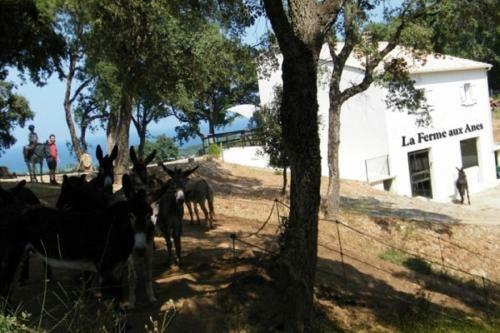 Apartamento Studio 1.5 Km Mer Et 2 Km Cascade