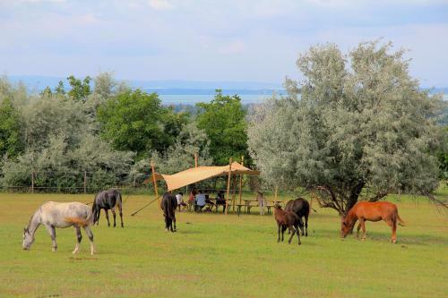 Dharma Horse Shelter Bungalows & Farmping