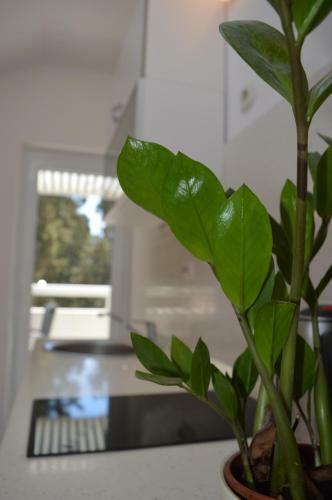 Apartamentos Villa Kristonia