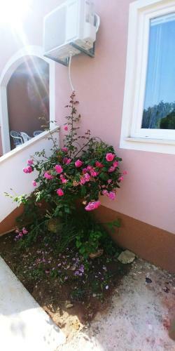 Apartmani Elena