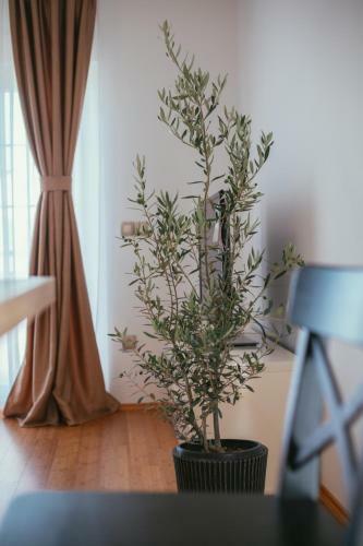 Apartamento Maslina & Lavanda