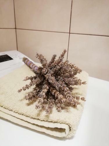 Hostal Apartman Jela ?ibenik