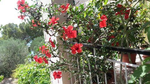 Apartamento Villa ?evelj