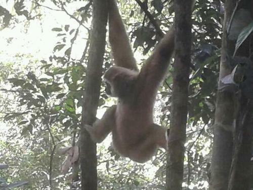 Lovely Jungle Lodge & Treking