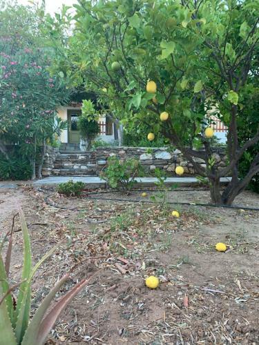 Apartamento Pleiades Samos