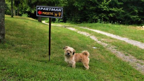 Apartman Majeti?