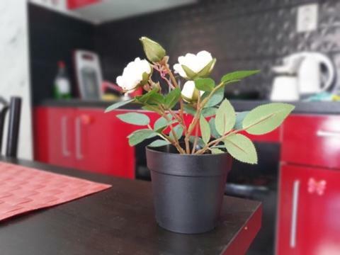 Apartamento Maya Studio