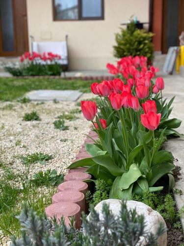 Hostal Pensiunea Casa Tudorascu