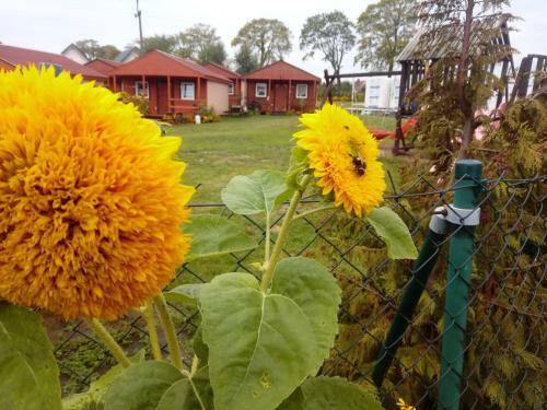 Agroturystyka Domki Eden