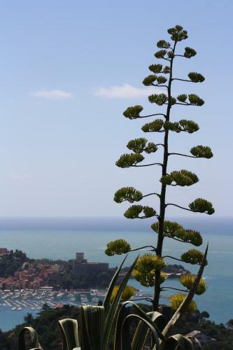 Agave Di Lerici