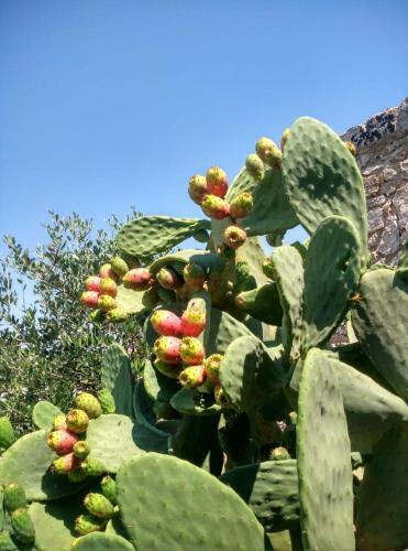 Palacca, Trullo Salentino