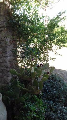 Domus Plantae