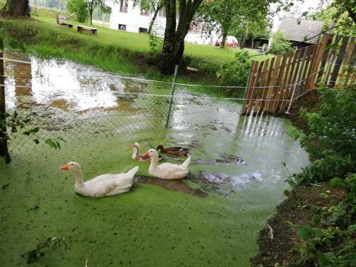 Villa Ubytov�n� Se Zv�?�tky