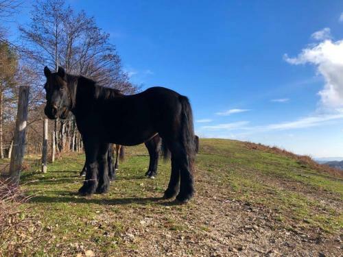 Colle Del Faggio Nature Home