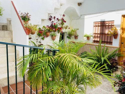Apartamento Conil Centro