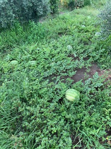 Casa Vacanza Il Papavero