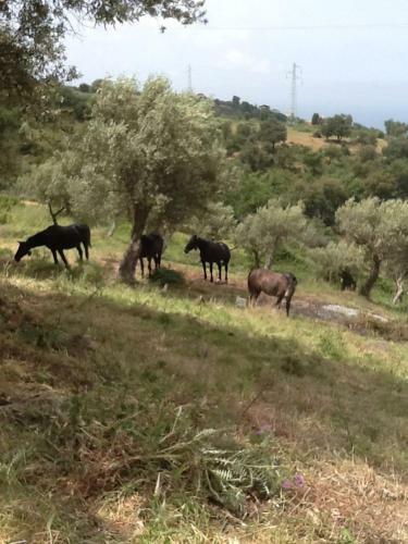 Agroturismo Agriturismo Serre
