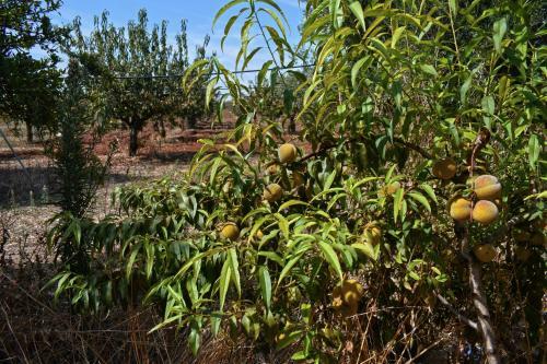 Masseria Elefante