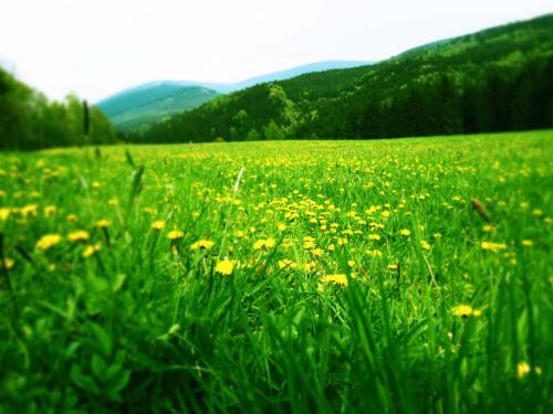 Albergue Srub U Lanovky