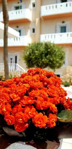 Alonia Hotel