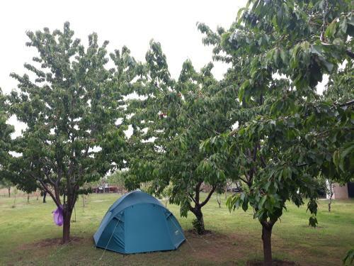 Turtle Camp