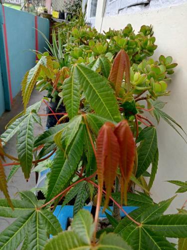 Hills Homestay