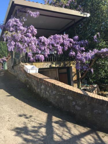 Il Glicine