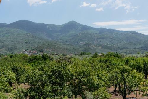 Karavos Grove