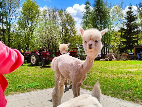 Domek Na Slonecznikowej