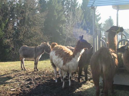 Agroturismo Eselgut