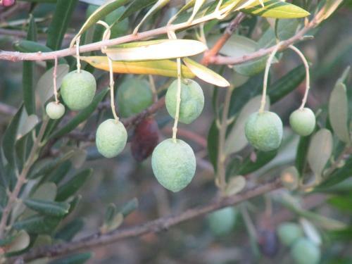 Olive Tree Apartment, Postira