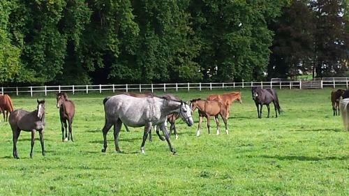G�tes De La Maison Du Haras
