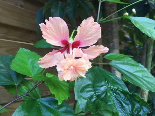 Villa Ti Paradis Cach�-piscine-dans Quartier R�sidentiel