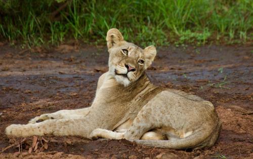Lamai Safari Lodge