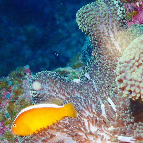 Package Tour Raja Ampat