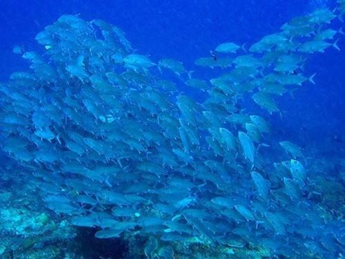 Package Tour Raja Ampat
