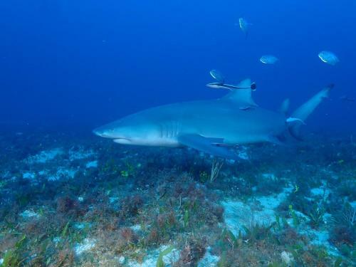 Package Tour Raja Ampat