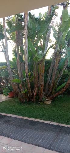 Villa Ros�