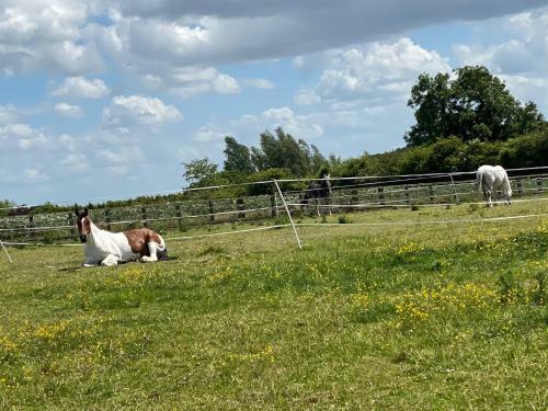 Eakley Manor Farm Glamping