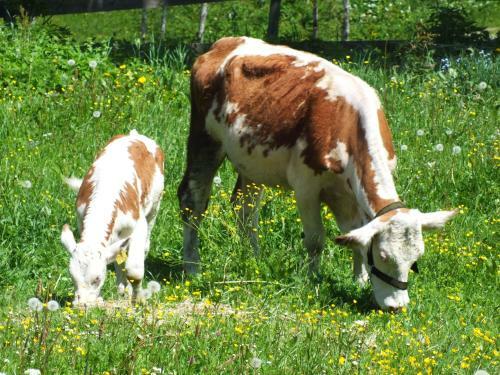 Ferienhaus Untertal