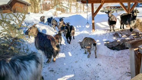 Kinderhotel Appelhof